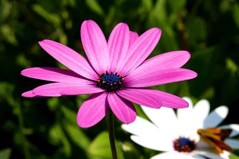 Flowers54 Stock Photos