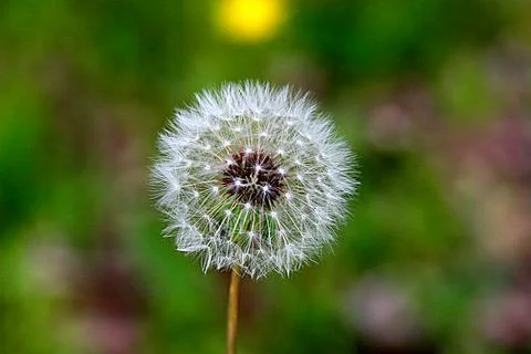 Flowers59 Foto stock