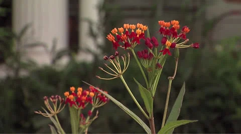 Flowers6 Video stock 25997884