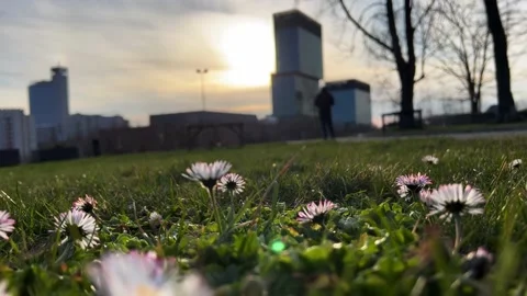 Flowers6 Stock Footage 238394397