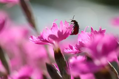 Flowers6 Stock Photos