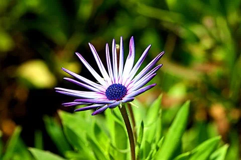 Flowers62 Foto stock
