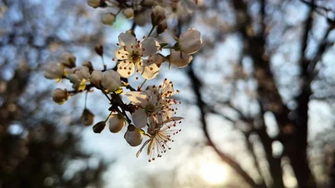 Flowers7 Stock Footage 238396422