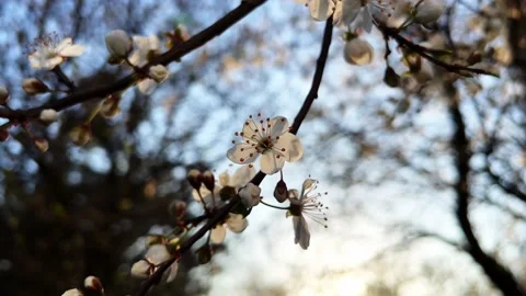 Flowers8 Stock Footage 238396627