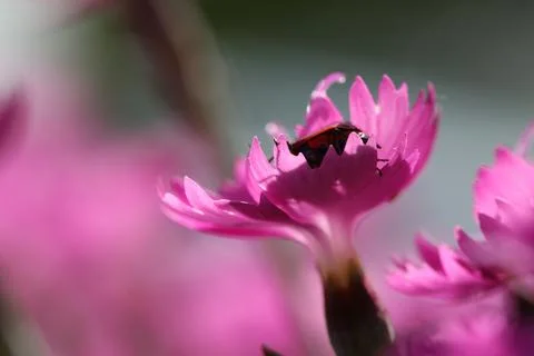 Flowers8 Stock Photos