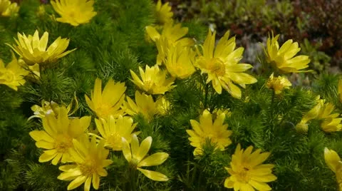 Flowers_02 動画素材 11044564