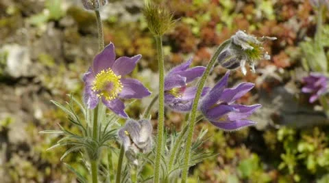 Flowers_03 動画素材 11044567