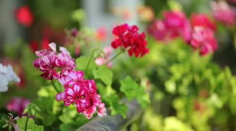 Flowers_in_israel07 Video stock 496653