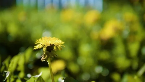 Flowers/blossoms/florets moving in the wind Stock Footage 100929310