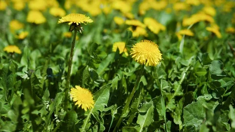 Flowers/blossoms/florets moving in the wind Stock Footage 100930441