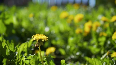 Flowers/blossoms/florets moving in the wind Stock Footage 100931047