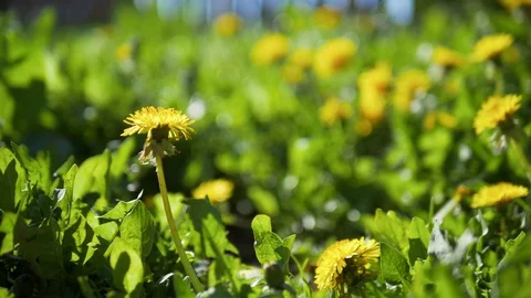 Flowers/blossoms/florets moving in the wind Stock Footage 100931852