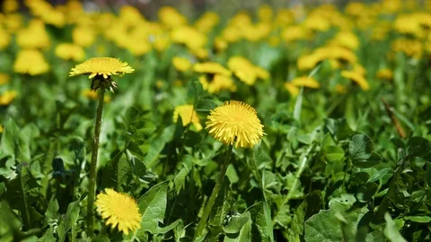 Flowers/blossoms/florets moving in the wind Stock Footage 100931899