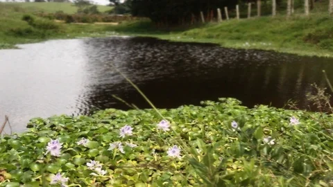 FlowersCamp Stock Footage 91822200