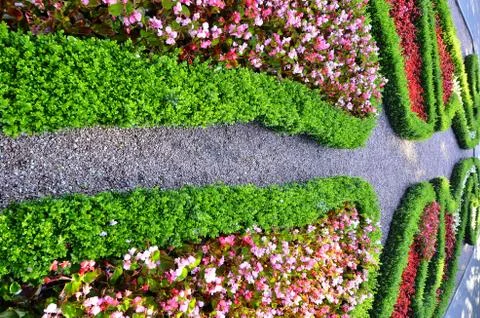Flowers,color,summer, Stock Photos