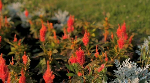FlowersContinental Stock Footage