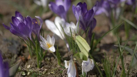 Flowers,Crocuses 2 Stock Footage 105961546