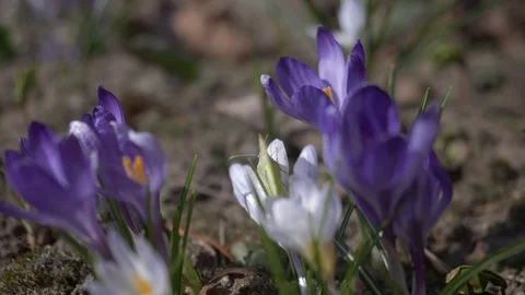 Flowers,Crocuses 4 Stock Footage 105961610