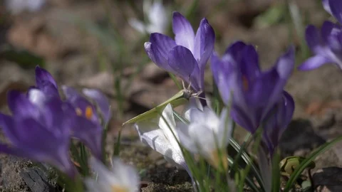 Flowers,Crocuses 5 Stock Footage 105962085