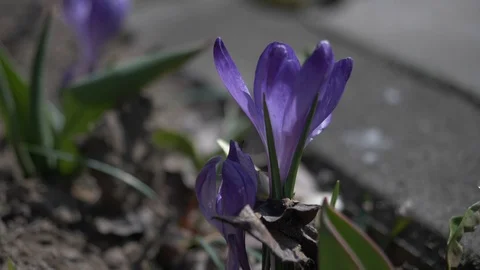 Flowers,Crocuses 6 Stock Footage 105962076