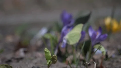 Flowers,Crocuses 7 Video stock 105962052