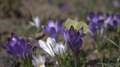 Flowers,Crocuses Stock Footage 105961613