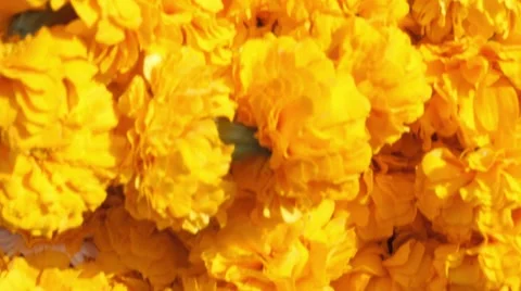 Flowerseller 動画素材 46017988