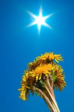 Flowerses Stock Photos