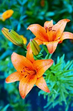 Flowerses Stock Photos