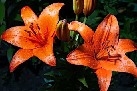 Flowerses Stock Photos