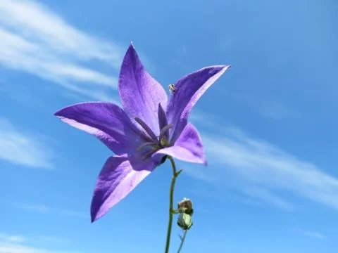 Flowerses of the steppes Stock Photos