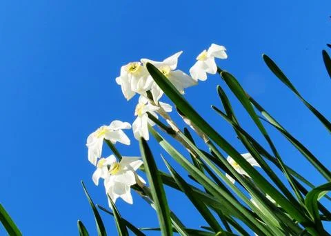 Flowerses of the steppes Stock Photos