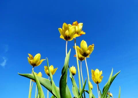 Flowerses of the steppes Stock Photos