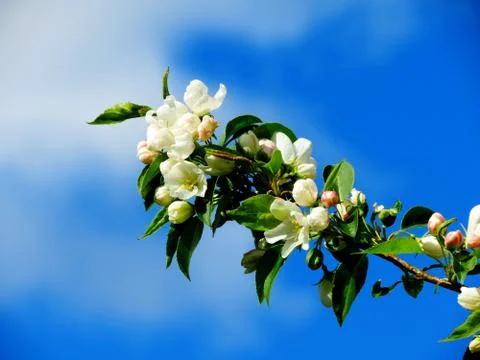 Flowerses of the steppes Stock Photos