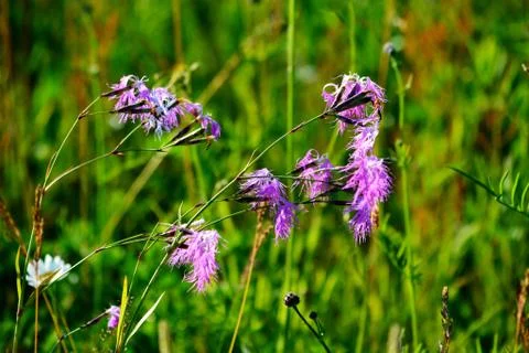 Flowerses of the steppes Stock Photos