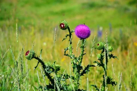 Flowerses of the steppes Stock Photos