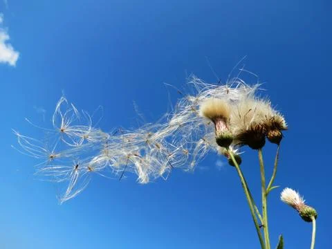 Flowerses of the steppes Stock Photos
