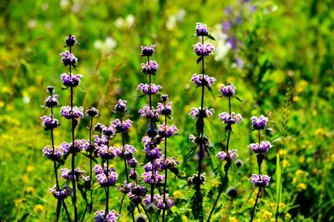 Flowerses of the steppes Stock Photos