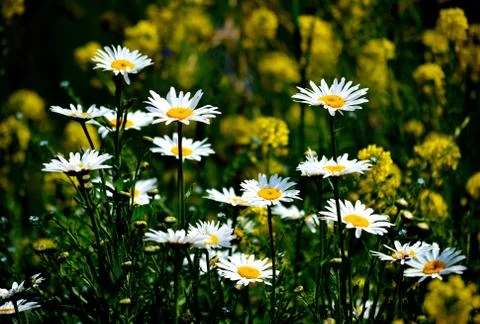 Flowerses of the steppes Stock Photos