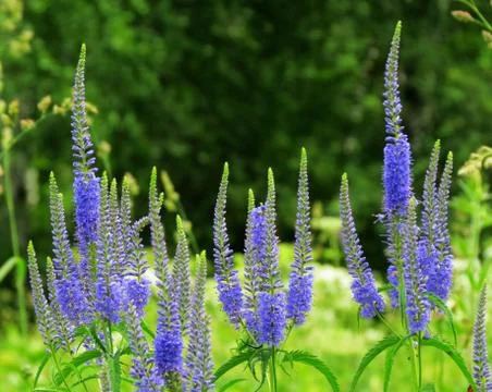 Flowerses of the steppes Stock Photos