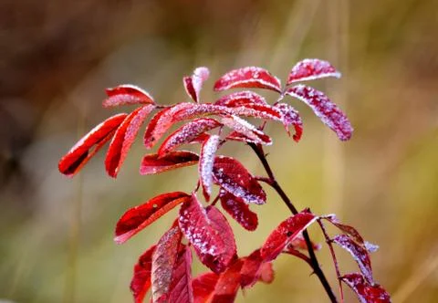 Flowerses of the steppes Stock Photos