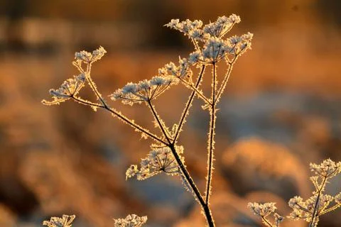 Flowerses of the steppes Stock Photos