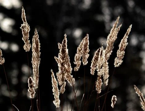 Flowerses of the steppes Stock Photos