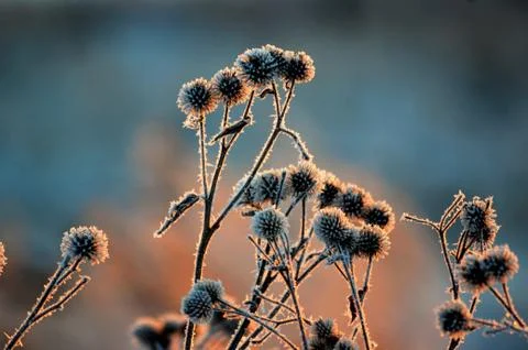 Flowerses of the steppes Stock Photos
