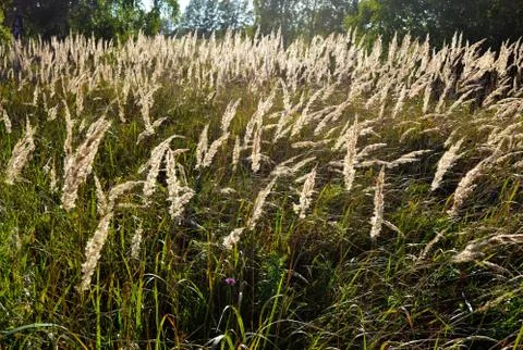 Flowerses of the steppes Stock Photos