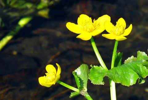 Flowerses of the steppes Stock Photos