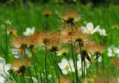 Flowerses of the steppes Stock Photos