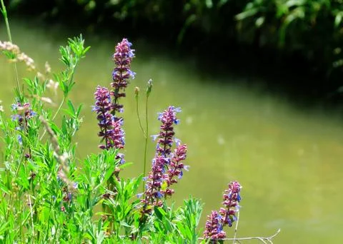 Flowerses of the steppes Stock Photos