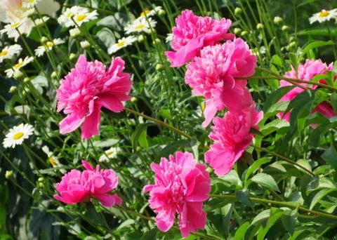 Flowerses of the steppes Stock Photos
