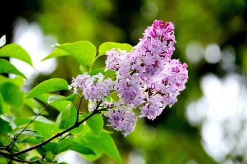 Flowerses of the steppes Stock Photos